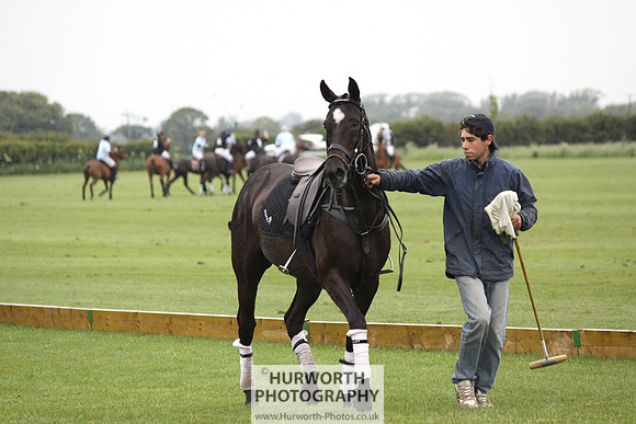 White Rose Polo 048