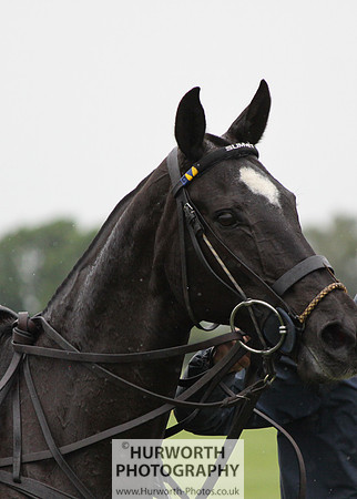 White Rose Polo 049
