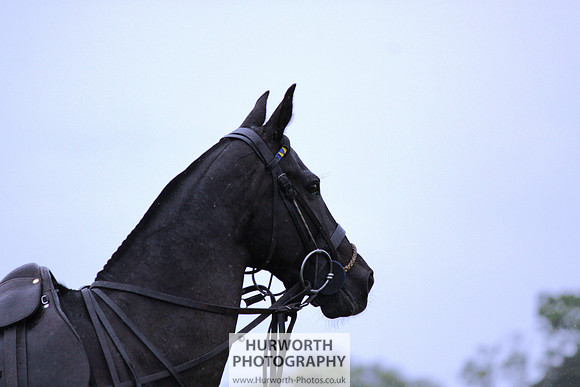 White Rose Polo 098