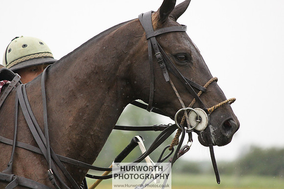 White Rose Polo 104