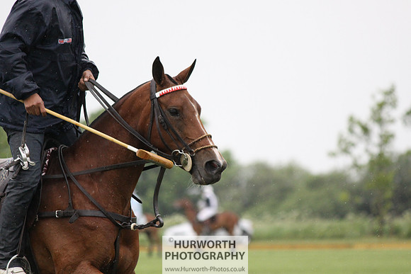 White Rose Polo 131
