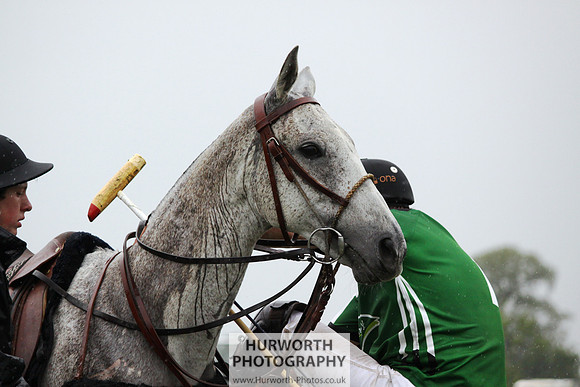 White Rose Polo 173