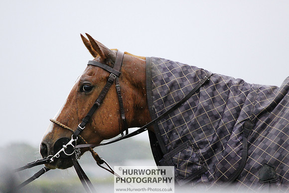 White Rose Polo 174