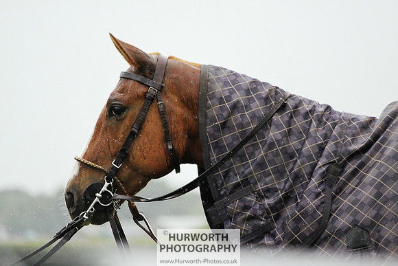 White Rose Polo 175
