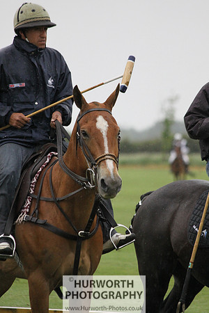 White Rose Polo 196
