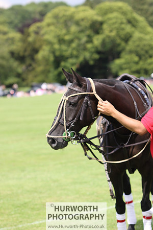 White Rose Polo 017