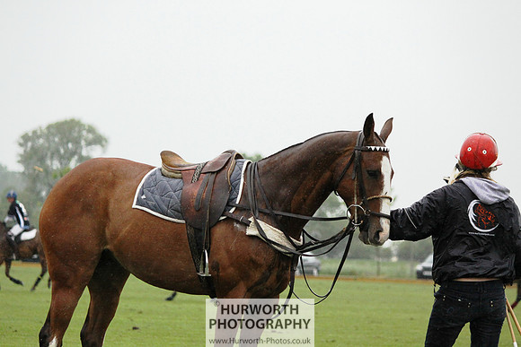 White Rose Polo 239