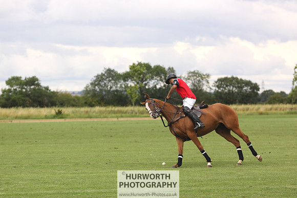 White Rose Polo 092
