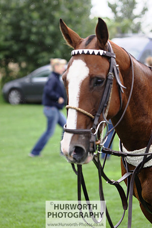 White Rose Polo 166
