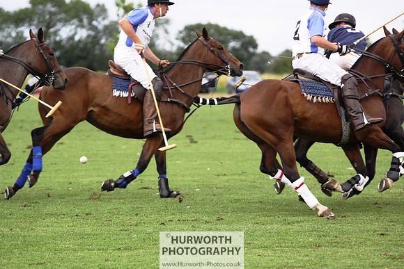 White Rose Polo 174