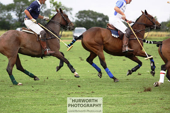 White Rose Polo 175