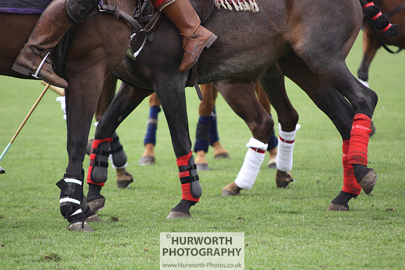 White Rose Polo 006