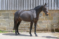 SP 11
