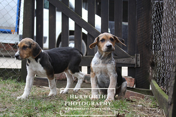 Hurworth Hunt Hound Pups 054