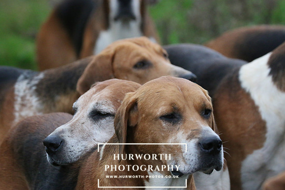 Hurworth Hunt  121