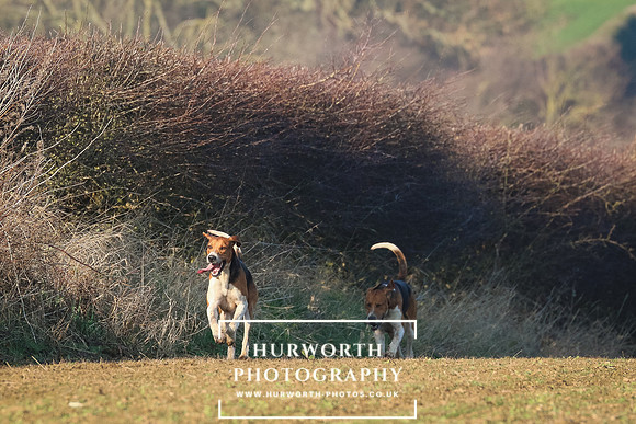 Hurworth Hunt 234