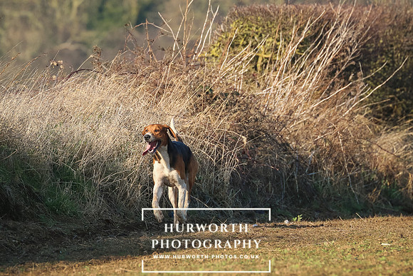Hurworth Hunt 236