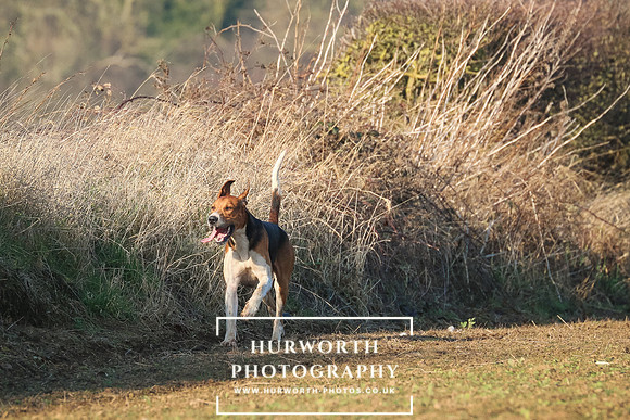 Hurworth Hunt 237