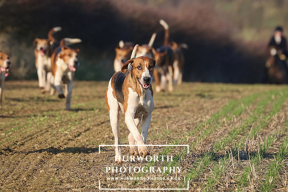 Hurworth Hunt 245