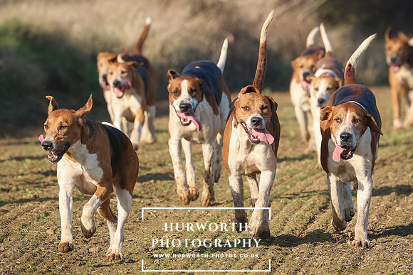 Hurworth Hunt 247