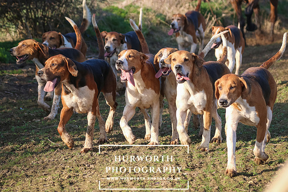 Hurworth Hunt 253