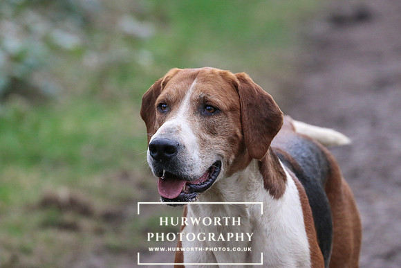 Hurworth 204