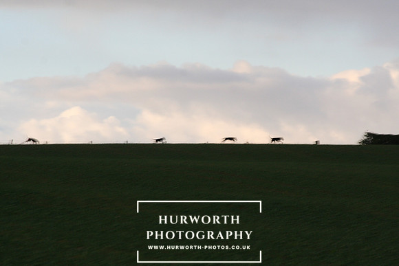 Hurworth Hunt  064