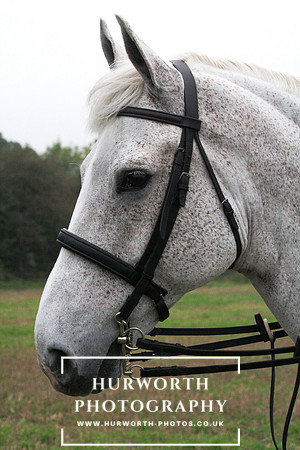 Hurworth Hunt  013