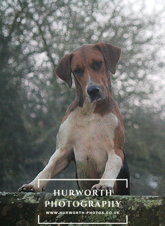 Hurworth 048