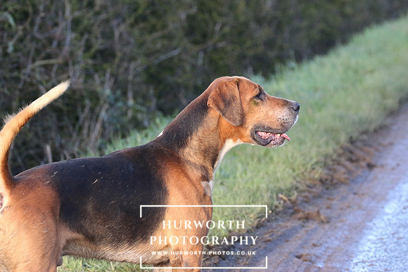 Hurworth Hunt 309