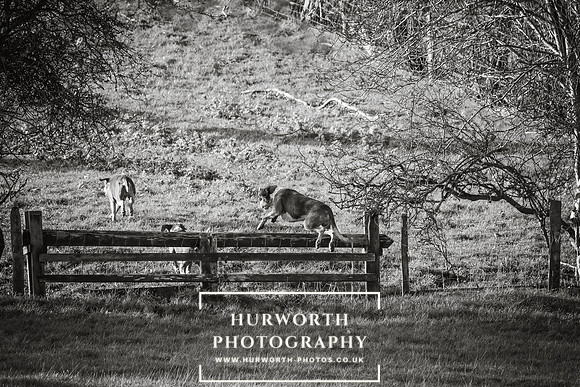 Hurworth Hunt 431