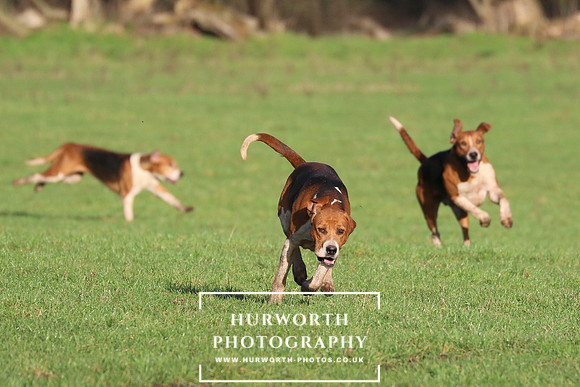 Hurworth Hunt 433