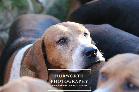 Hurworth Hunt 138