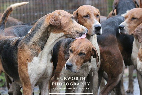 Hurworth Hunt 16