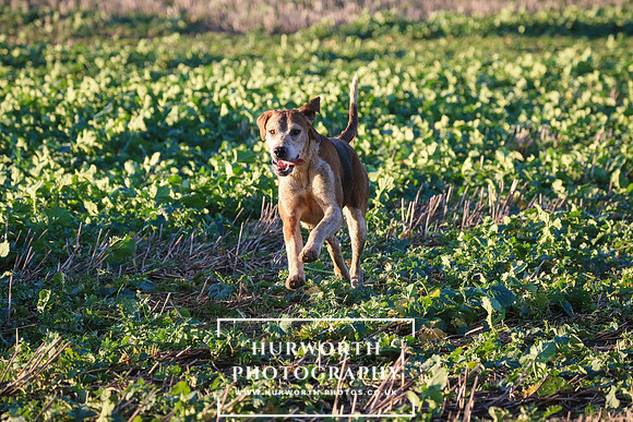 Hurworth Hunt 262
