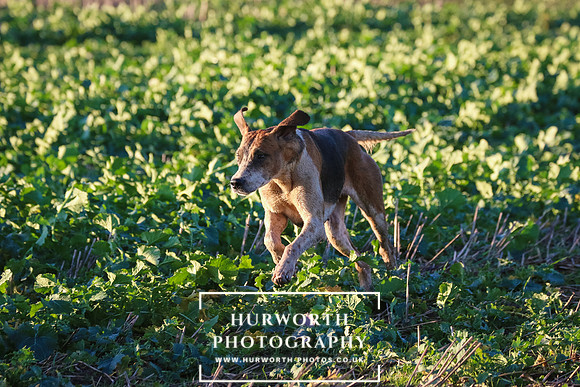 Hurworth Hunt 267