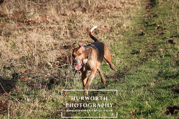 Hurworth Hunt 172