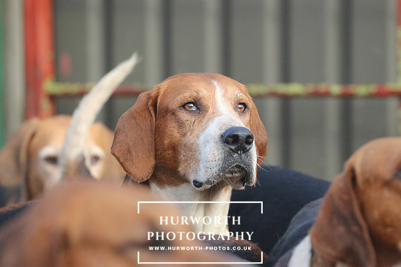 Hurworth Hunt 60