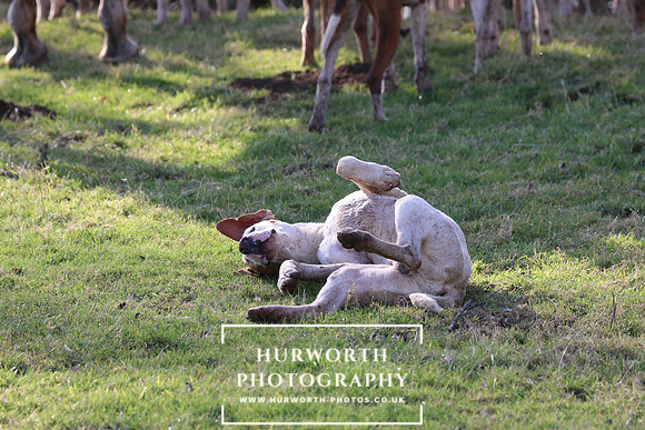 Hurworth Derwent 671