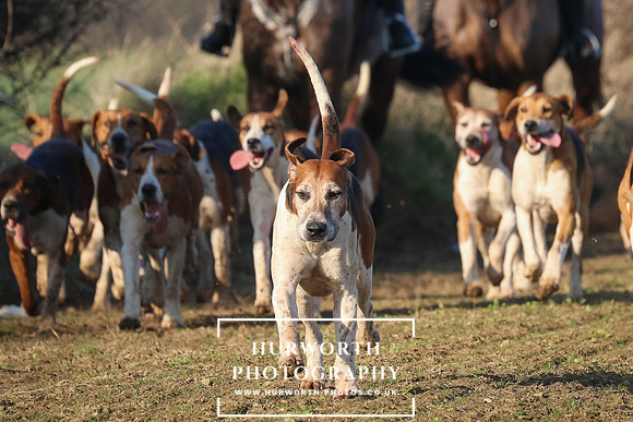 Hurworth Hunt 246