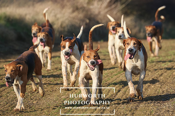 Hurworth Hunt 248
