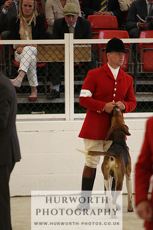 Harrogate Hound Show 033