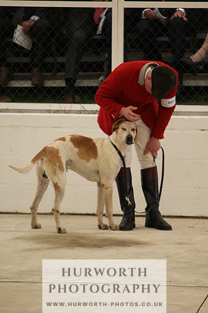 Harrogate Hound Show 037