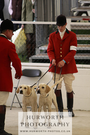 Harrogate Hound Show 039