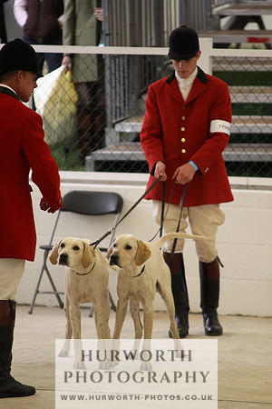 Harrogate Hound Show 040