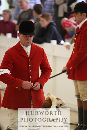 Harrogate Hound Show 045