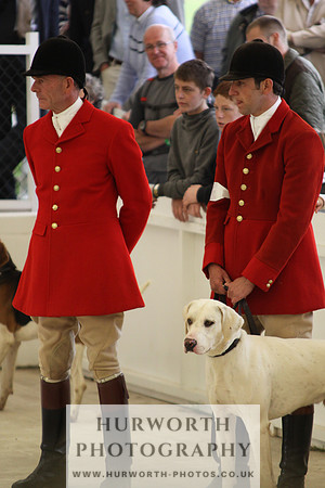 Harrogate Hound Show 047