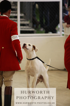 Harrogate Hound Show 049