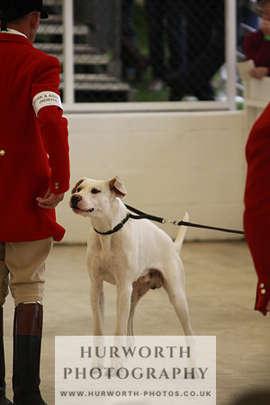 Harrogate Hound Show 050