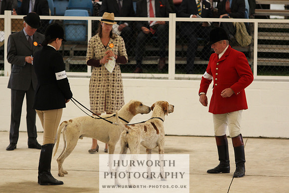 Harrogate Hound Show 051